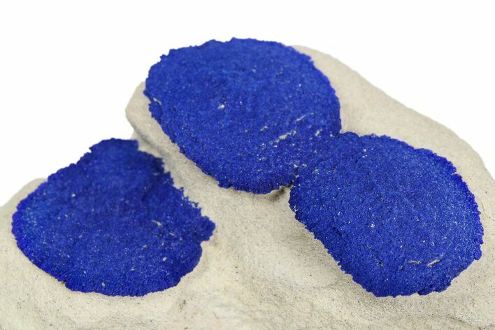 Vibrant Blue Azurite Suns on Siltstone - Australia #254058